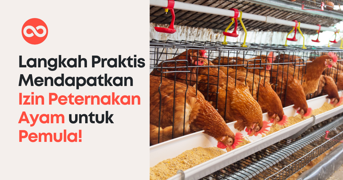 Langkah Praktis Mendapatkan Izin Peternakan Ayam untuk Pemula!
